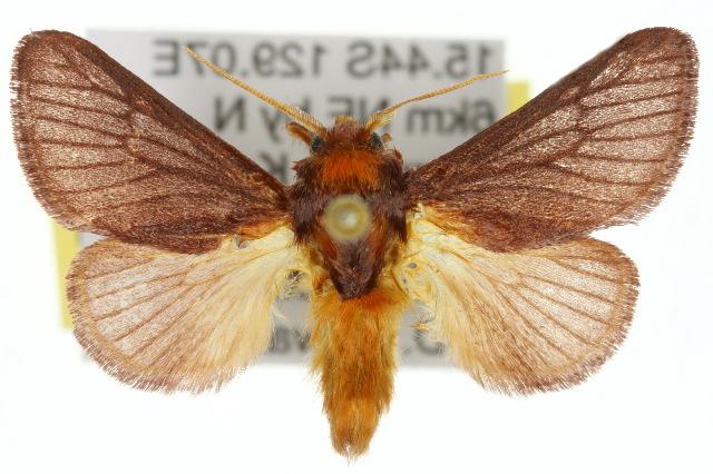Doratifera corallina