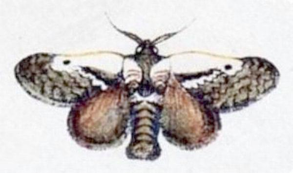 Eloasa infrequens