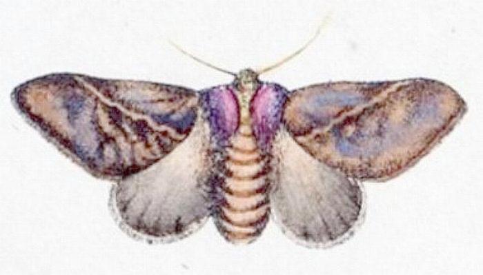 Eloasa infrequens