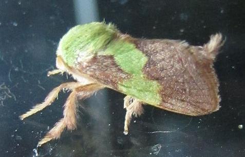 Parasa lepida