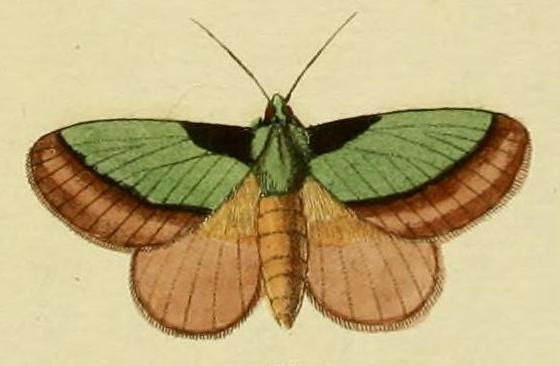 Parasa lepida