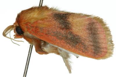 Comana miltochyta