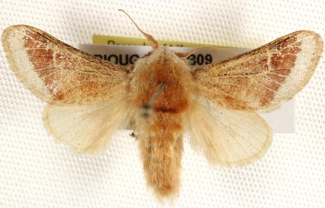 Doratifera ochroptila