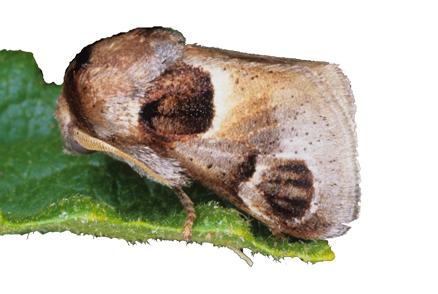 Pygmaeomorpha ocularis