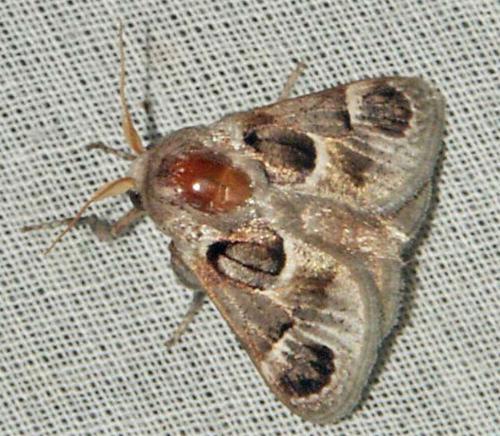 Pygmaeomorpha ocularis
