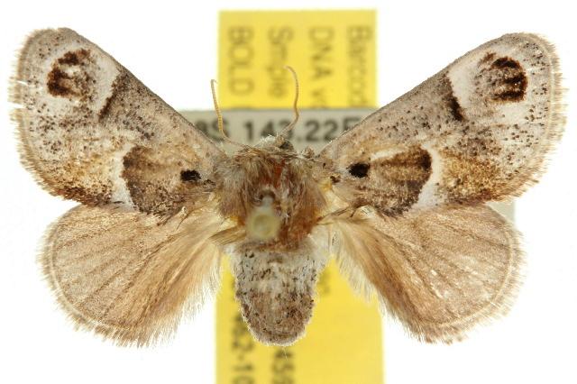 Pygmaeomorpha ocularis