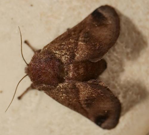 Birthamoides plagioscia