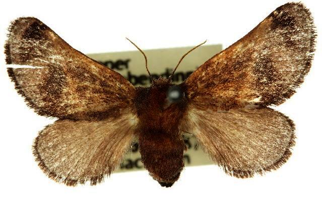 Birthamoides plagioscia