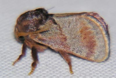 Eloasa symphonistis