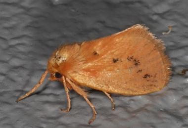 Comanula uniformis