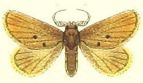 Comanula uniformis