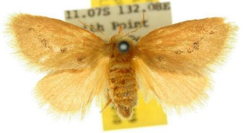 Comanula uniformis