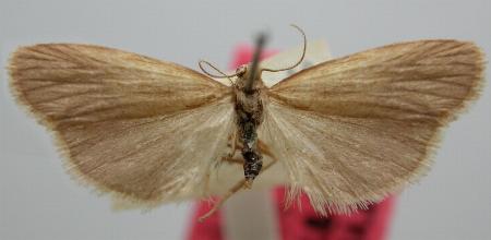 Threnosia agraphes