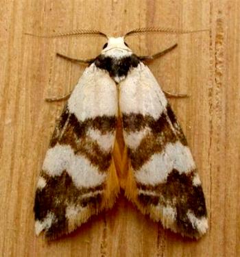 Thallarcha albicollis