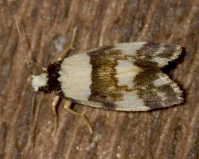 Philenora aspectalella