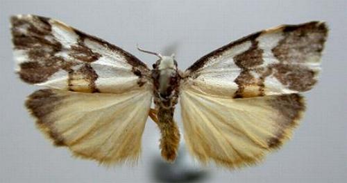 Philenora aspectalella