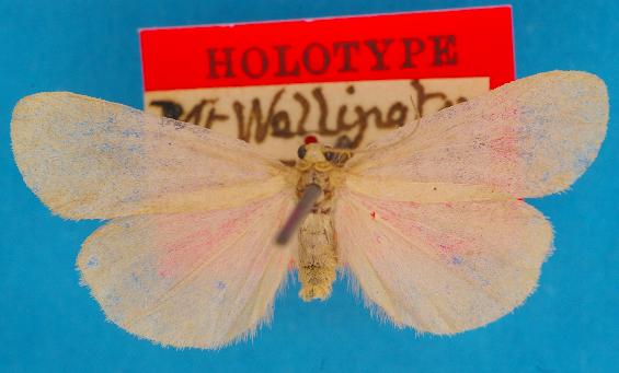 Oreopola athola