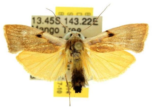 Teulisna bipunctata