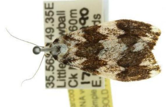 Termessa catocalina
