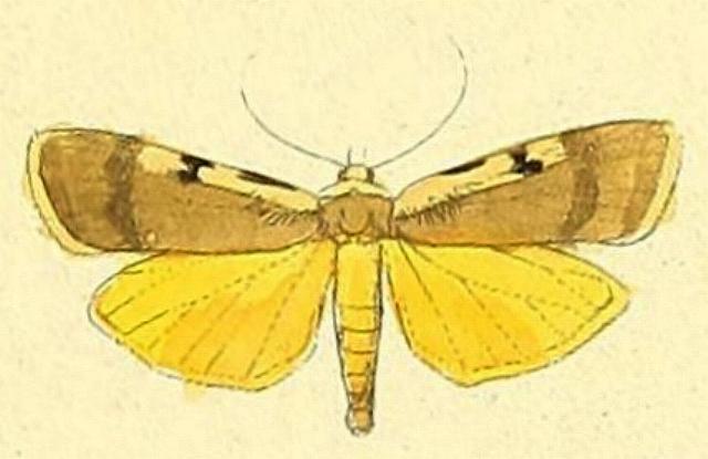 Teulisna chiloides