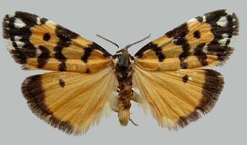 Thallarcha chrysochoa