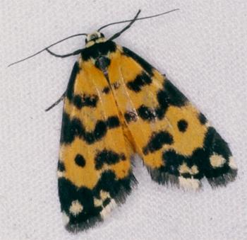 Thallarcha chrysochoa