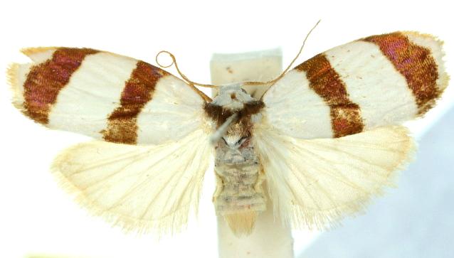Hobapromea cleta