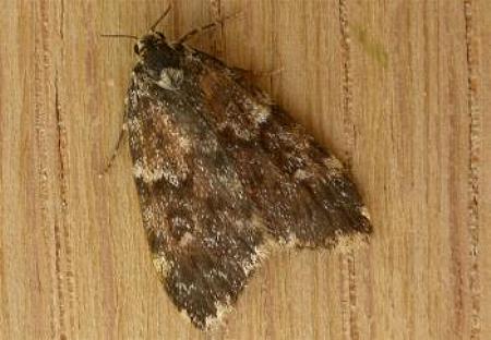 Halone coryphoea