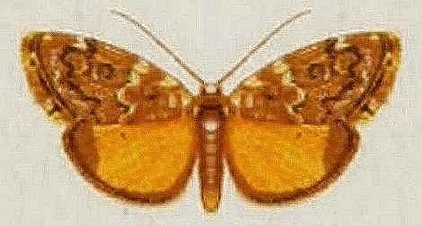 Halone coryphoea