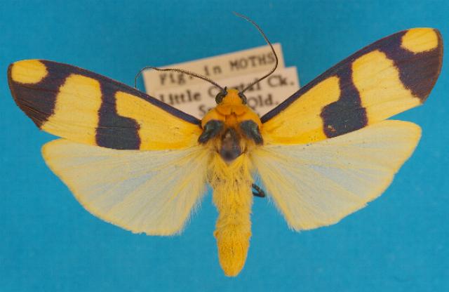Oeonistis delia
