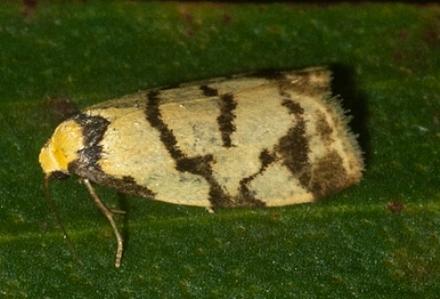 Chiriphe dictyota