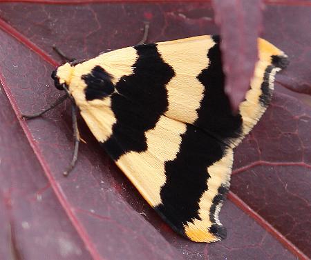 Termessa discrepans
