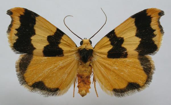 Termessa discrepans