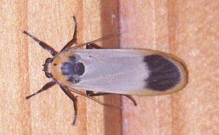 Brunia dorsalis