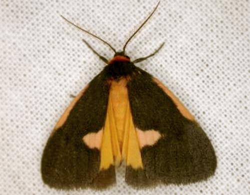 Castulo doubledayi