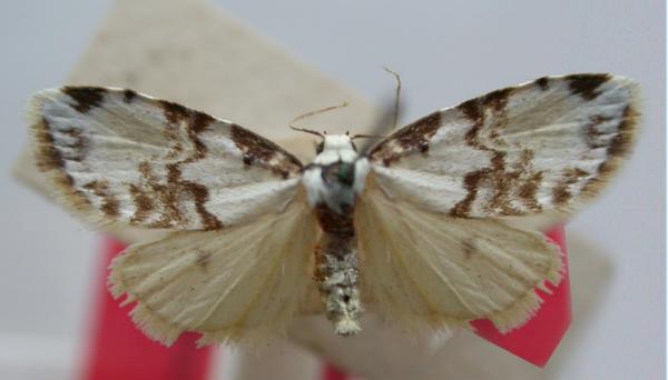 Thallarcha epicela