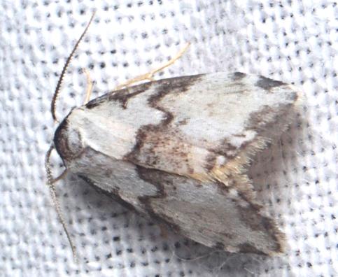 Thallarcha epiostola