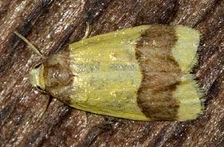 Heterallactis euchrysa