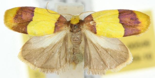 Heterallactis euchrysa