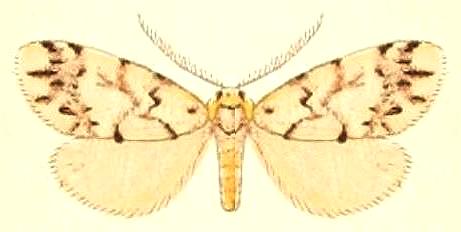 Gymnasura flavia