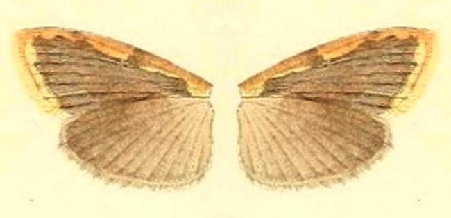 Diduga flavicostata