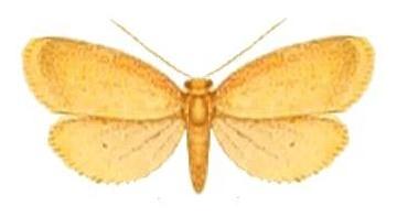 Poliosia fragilis