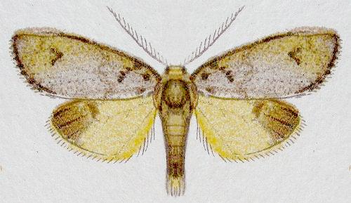 Thallarcha fusa