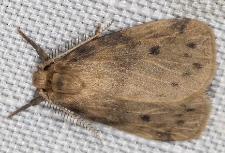 Thumatha fuscescens