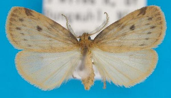 Thumatha fuscescens