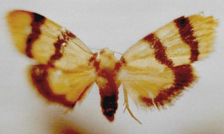 Heliosia jucunda