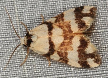 Thallarcha lochaga