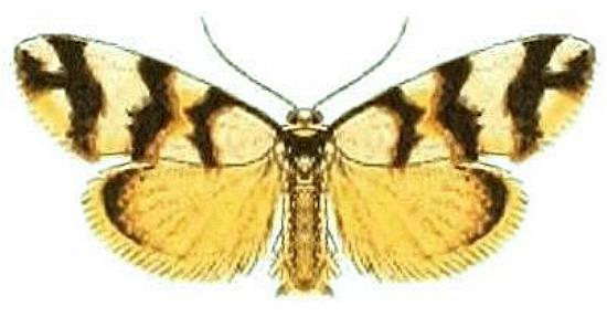 Thallarcha lochaga