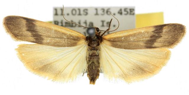 Graphosia lophopyga