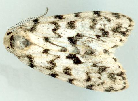 Thallarcha macilenta
